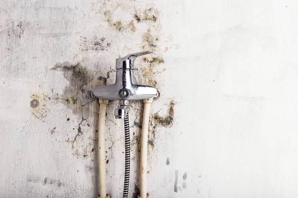 Best Home Mold Removal  in Gonzales, TX