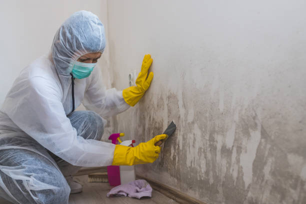 Best Fast Mold Removal  in Gonzales, TX