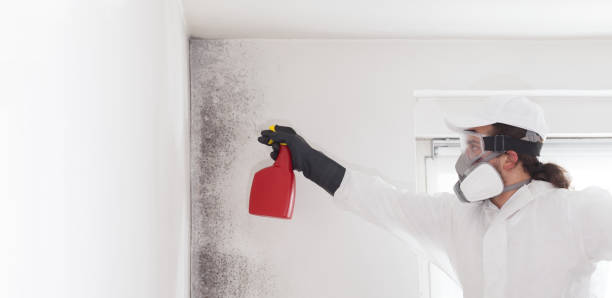 Crawl Space Mold Removal in Gonzales, TX