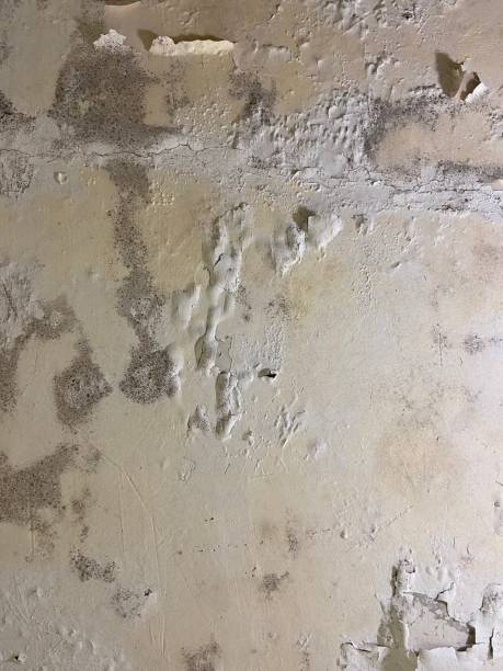 Attic Mold Removal in Gonzales, TX