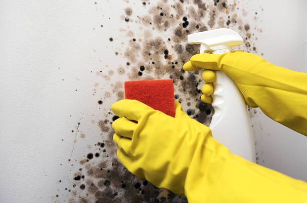 Best Commercial Mold Removal  in Gonzales, TX