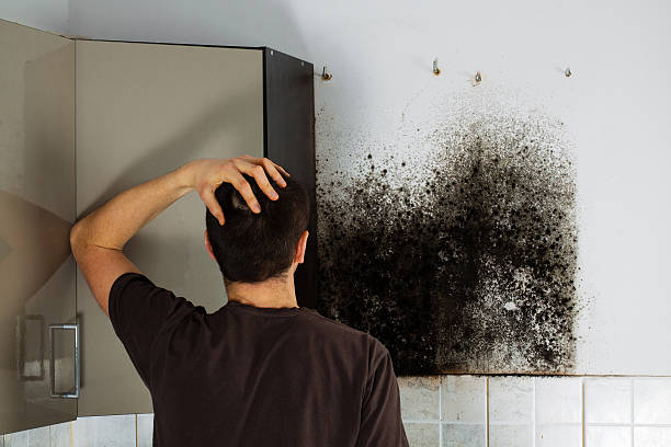 Best Attic Mold Removal  in Gonzales, TX