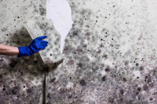 Best Crawl Space Mold Removal  in Gonzales, TX