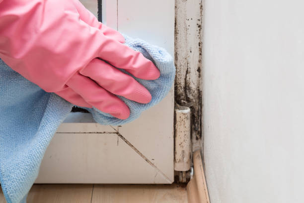 Best Attic Mold Removal  in Gonzales, TX