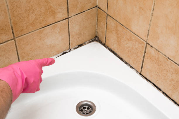 Best Home Mold Removal  in Gonzales, TX